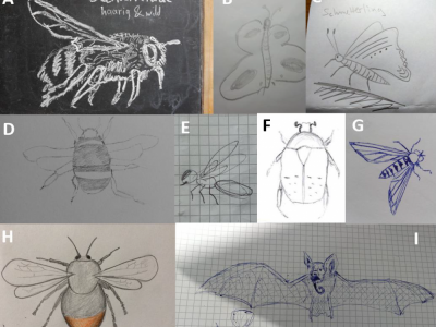 Drawings of pollinators made by workshop participants