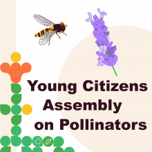 Hoverfly and lavender plant with a logo and title of the Assembly